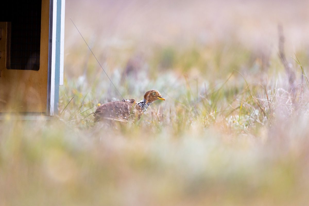 Solar-powered ‘backpacks’ to help bring birds back from brink